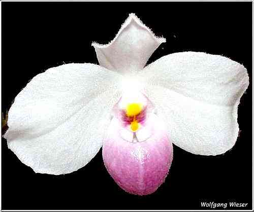 Paphiopedilum delenatii